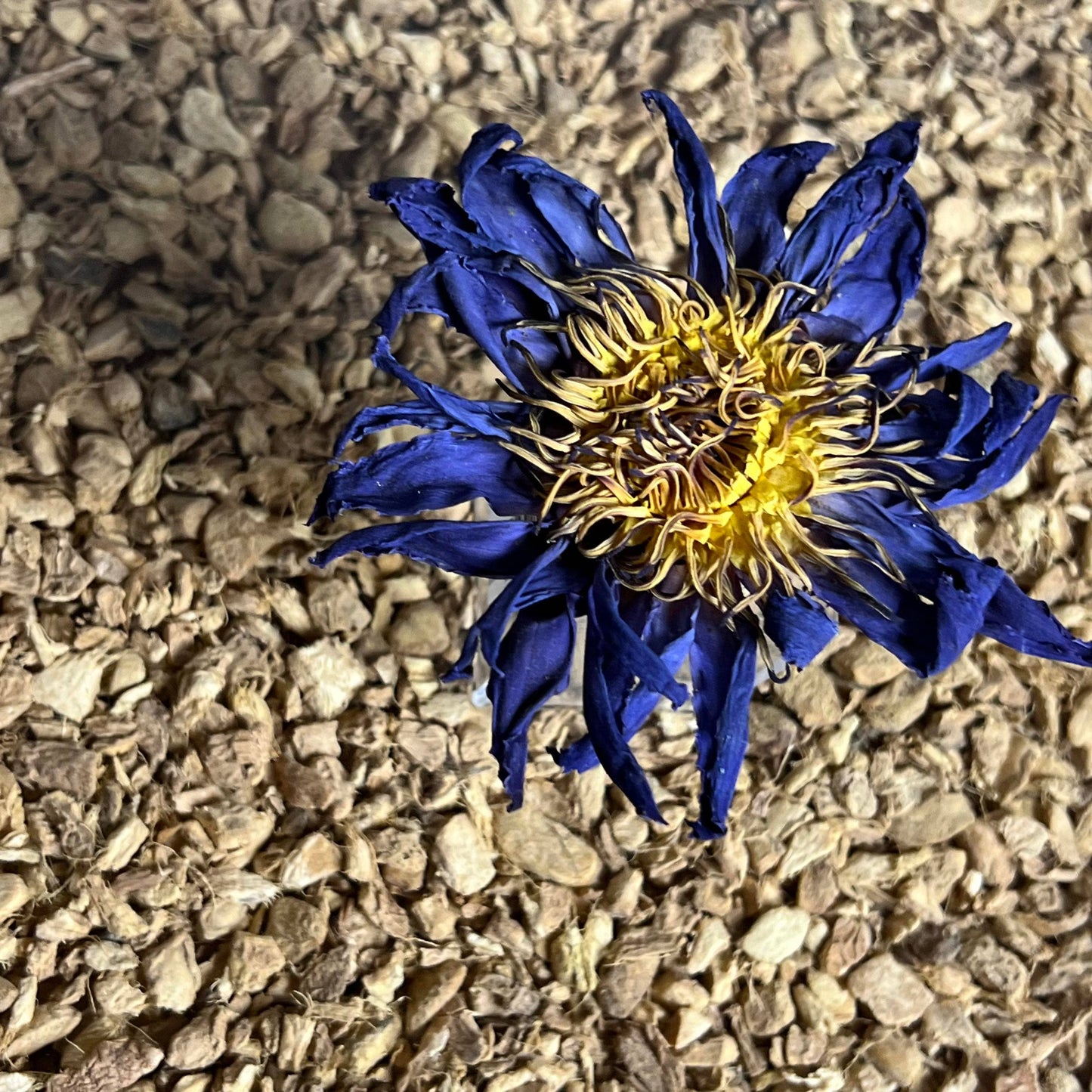 Blue Lotus Whole Flower - 1oz.