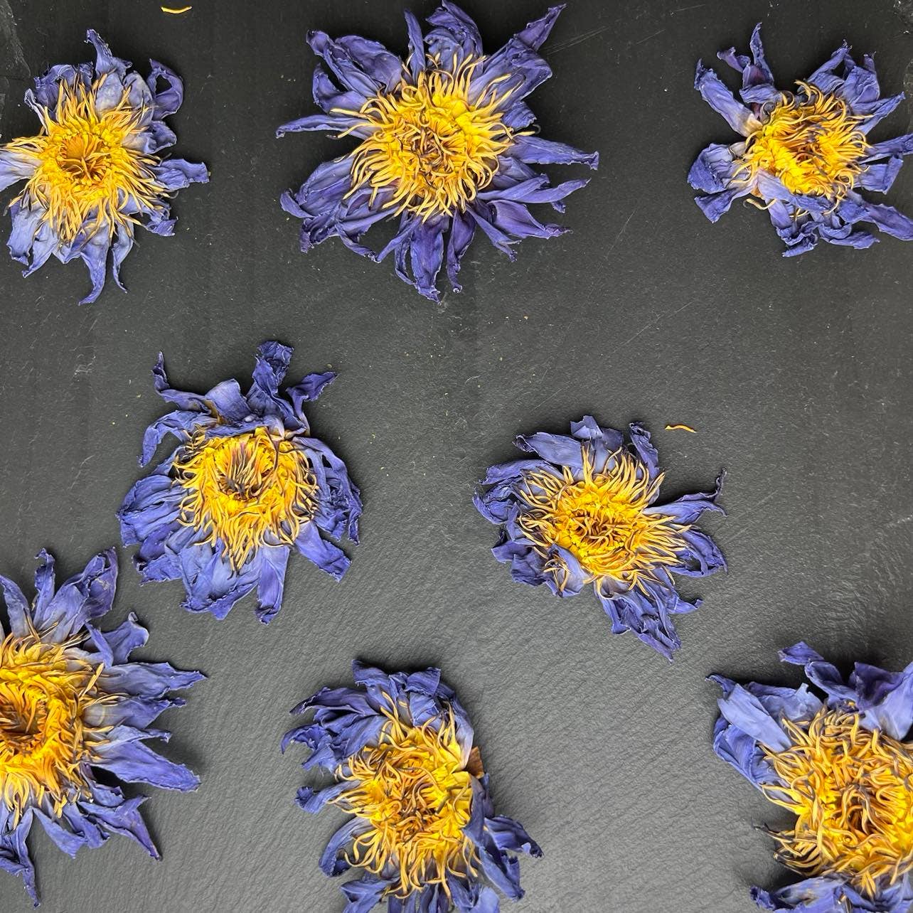 Blue Lotus Whole Flower - 1oz.